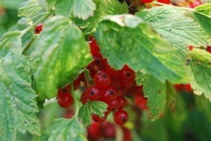 porzeczki/red currants