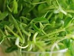 sprouts