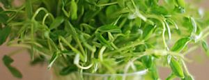 sprouts